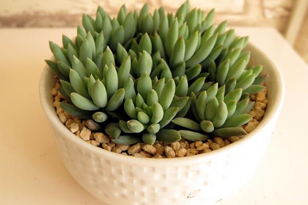 千佛手怎么养(浇水、施肥、繁殖) 多肉千佛手爆盆养殖方法-