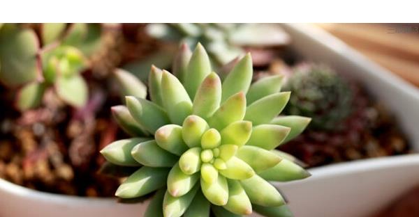 千佛手怎么养(浇水、施肥、繁殖) 多肉千佛手爆盆养殖方法-