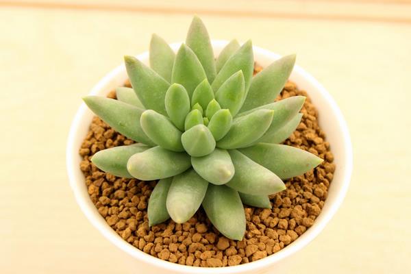 千佛手怎么养(浇水、施肥、繁殖) 多肉千佛手爆盆养殖方法-