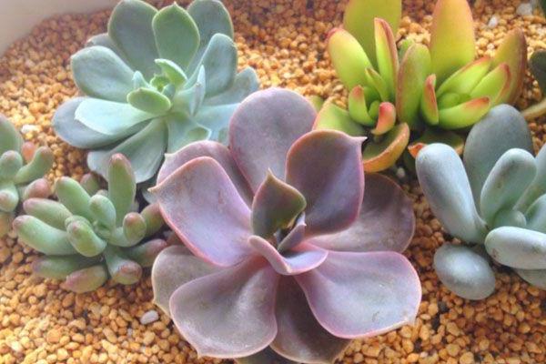 紫珍珠多肉和初恋多肉的区别是什么 紫珍珠的特点和简介