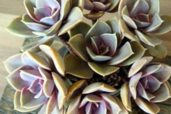 紫珍珠多肉和初恋多肉的区别是什么 紫珍珠的特点和简介