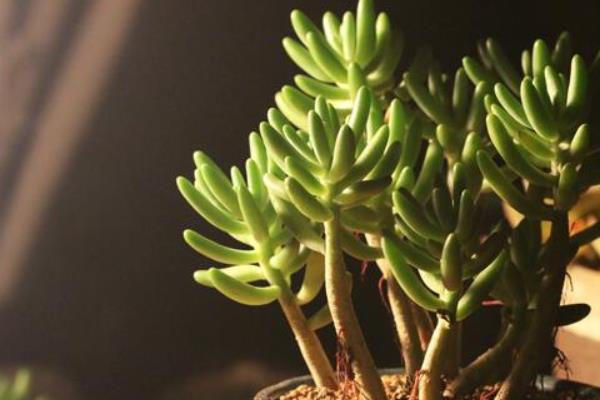 八千代多肉图片大全(老桩) 多肉植物八千代特点与简介