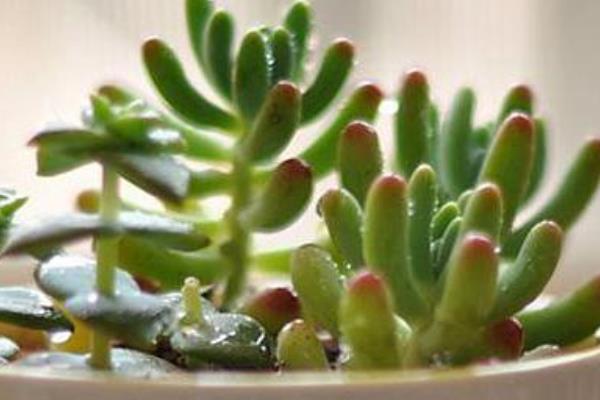 八千代多肉图片大全(老桩) 多肉植物八千代特点与简介