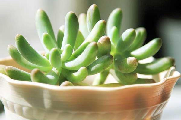 八千代多肉图片大全(老桩) 多肉植物八千代特点与简介