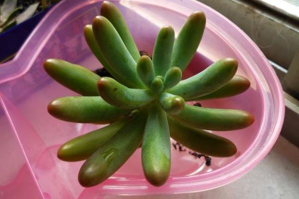 八千代多肉图片大全(老桩) 多肉植物八千代特点与简介