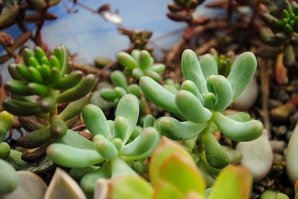 八千代多肉图片大全(老桩) 多肉植物八千代特点与简介