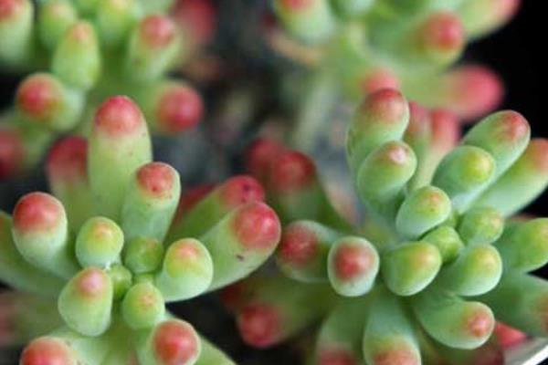 八千代多肉图片大全(老桩) 多肉植物八千代特点与简介