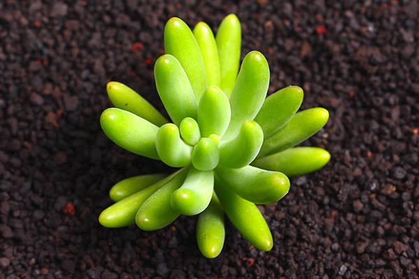 八千代多肉图片大全(老桩) 多肉植物八千代特点与简介