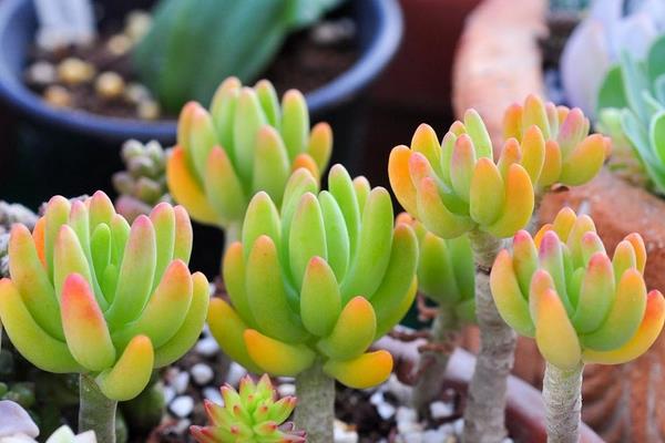 八千代多肉图片大全(老桩) 多肉植物八千代特点与简介