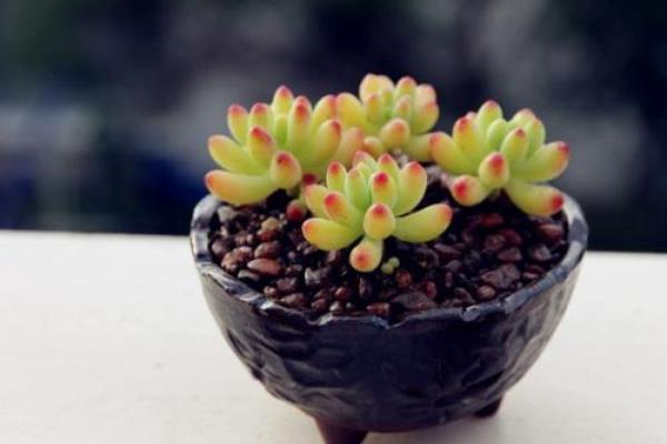 八千代多肉图片大全(老桩) 多肉植物八千代特点与简介