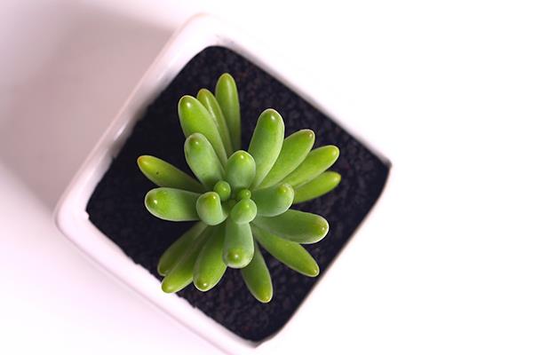 八千代多肉图片大全(老桩) 多肉植物八千代特点与简介