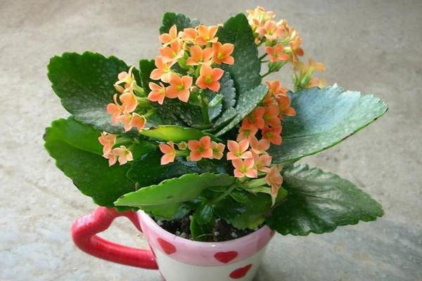 长寿花怎么繁殖(三种扦插方法) 长寿花养护事项