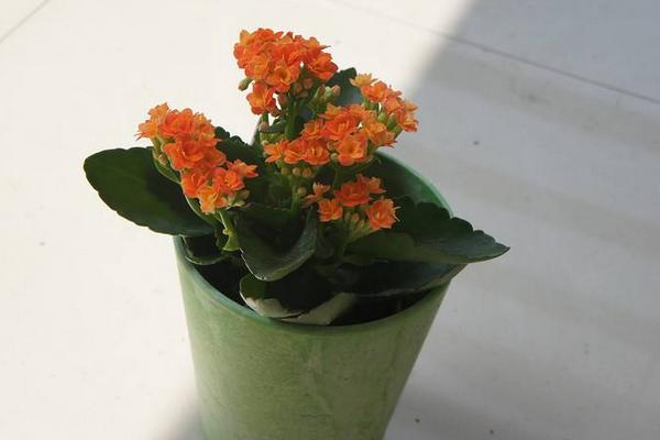 长寿花怎么繁殖(三种扦插方法) 长寿花养护事项