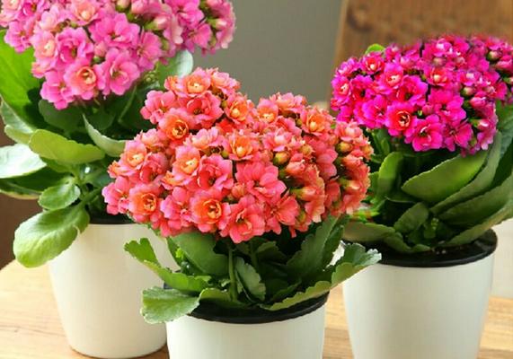 长寿花怎么繁殖(三种扦插方法) 长寿花养护事项