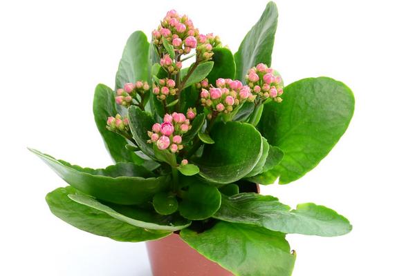 长寿花怎么繁殖(三种扦插方法) 长寿花养护事项