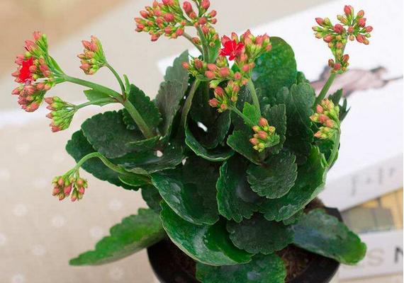 长寿花怎么繁殖(三种扦插方法) 长寿花养护事项