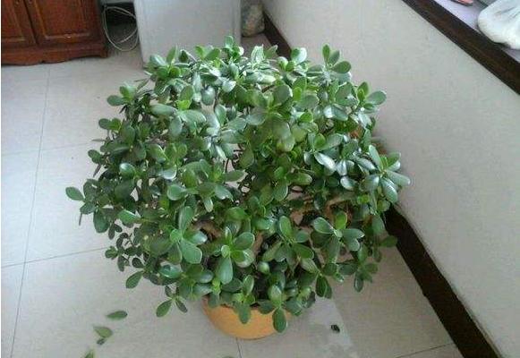 燕子掌和玉树的区别是什么(哪个珍贵) 燕子掌的简介