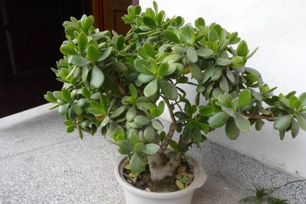 燕子掌和玉树的区别是什么(哪个珍贵) 燕子掌的简介