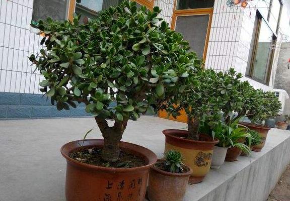 燕子掌和玉树的区别是什么(哪个珍贵) 燕子掌的简介