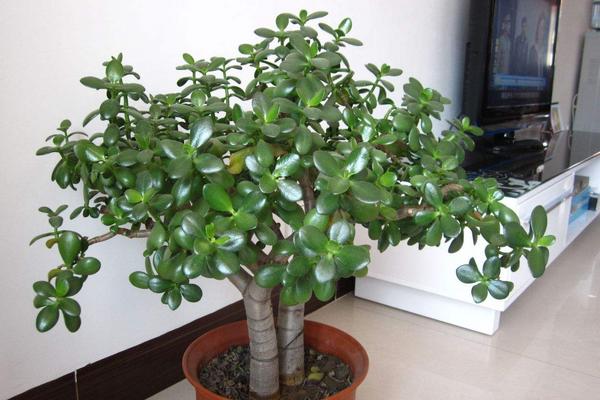 燕子掌和玉树的区别是什么(哪个珍贵) 燕子掌的简介