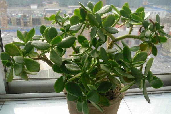 燕子掌和玉树的区别是什么(哪个珍贵) 燕子掌的简介