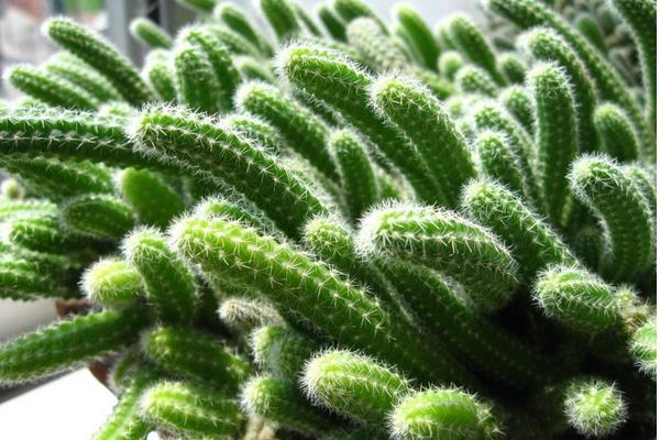 白檀仙人掌多肉怎么养快速爆盆 白檀仙人掌养殖方法与注意事项