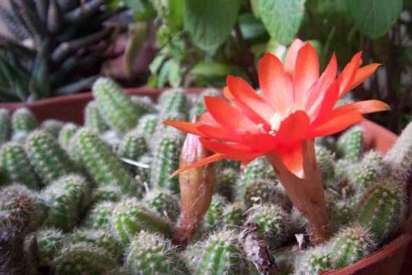 鼠尾掌什么时候开花(要几年) 鼠尾掌的养殖方法