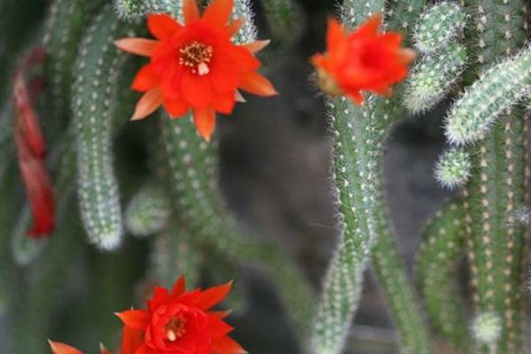 鼠尾掌什么时候开花(要几年) 鼠尾掌的养殖方法