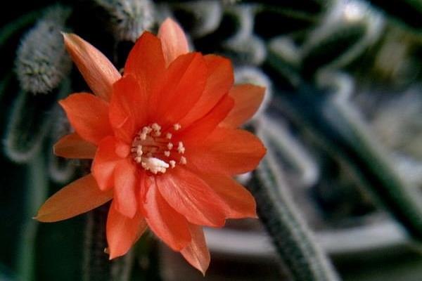 鼠尾掌什么时候开花(要几年) 鼠尾掌的养殖方法