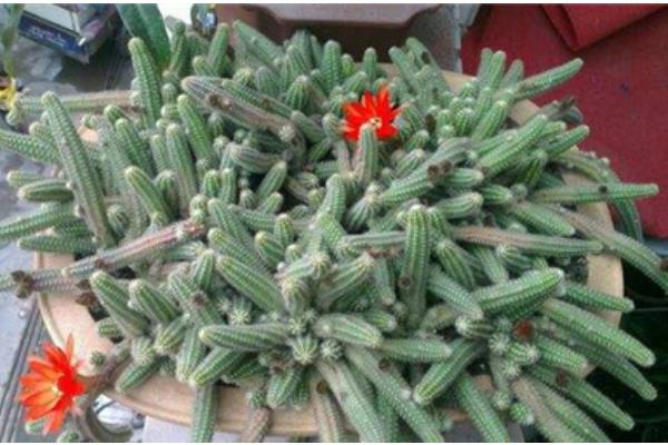 鼠尾掌什么时候开花(要几年) 鼠尾掌的养殖方法