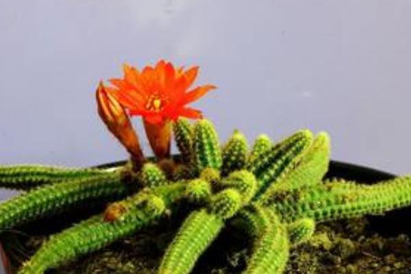 鼠尾掌什么时候开花(要几年) 鼠尾掌的养殖方法