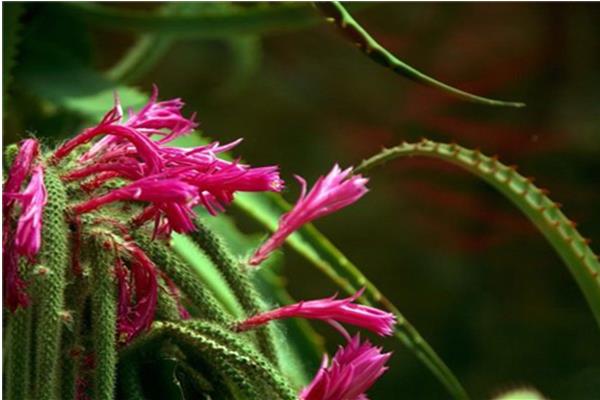 鼠尾掌什么时候开花(要几年) 鼠尾掌的养殖方法