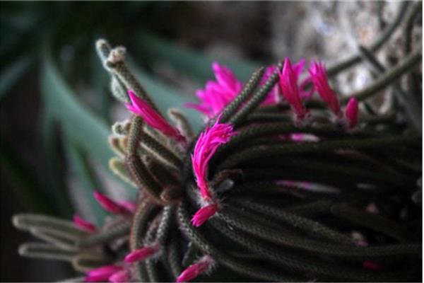 鼠尾掌什么时候开花(要几年) 鼠尾掌的养殖方法