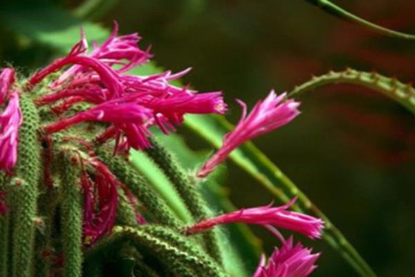 鼠尾掌养殖方法与注意事项 鼠尾掌怎么养快速爆盆