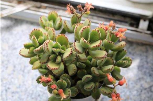 熊童子图片大全(老桩) 熊童子多肉特点与简介