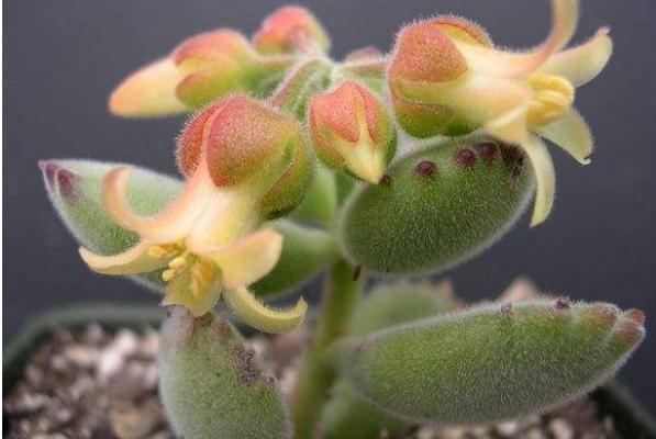 熊童子图片大全(老桩) 熊童子多肉特点与简介