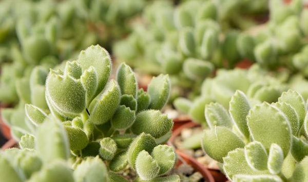 熊童子图片大全(老桩) 熊童子多肉特点与简介