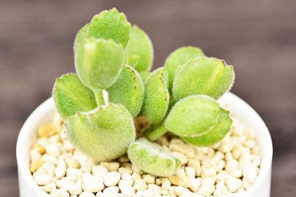 熊童子图片大全(老桩) 熊童子多肉特点与简介