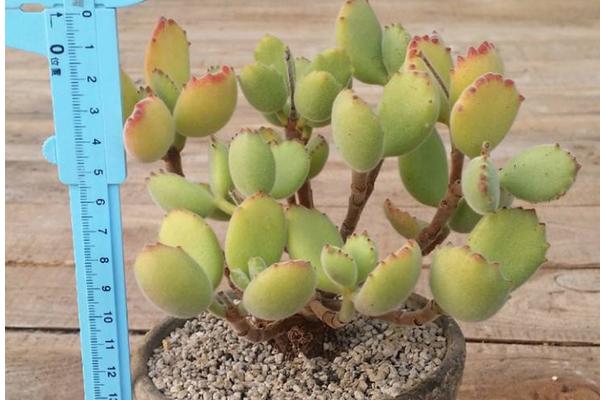 熊童子图片大全(老桩) 熊童子多肉特点与简介