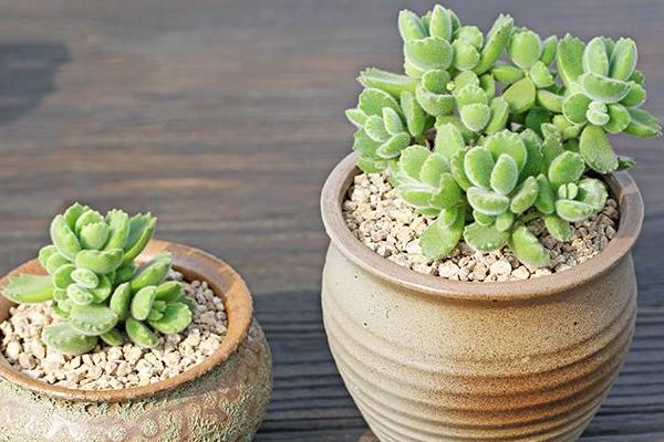 熊童子图片大全(老桩) 熊童子多肉特点与简介