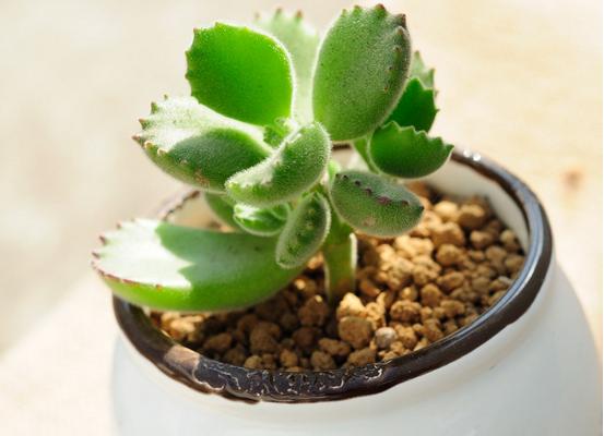 熊童子图片大全(老桩) 熊童子多肉特点与简介