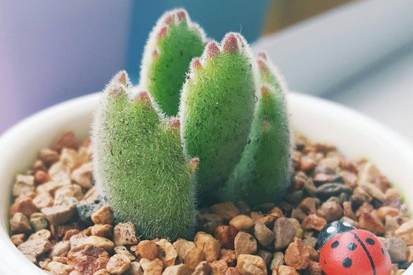 熊童子图片大全(老桩) 熊童子多肉特点与简介