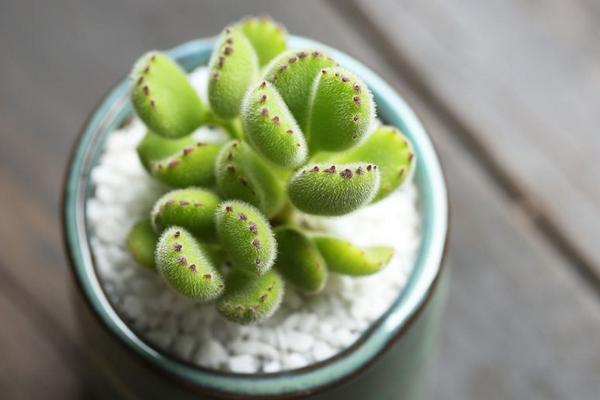 熊童子图片大全(老桩) 熊童子多肉特点与简介