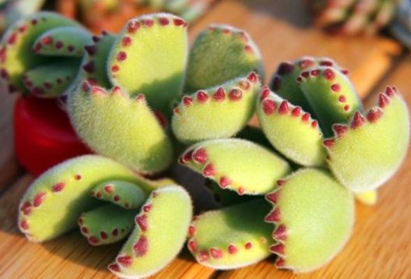 熊童子图片大全(老桩) 熊童子多肉特点与简介