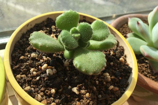 熊童子掉叶子的原因及解决办法(夏天) 熊童子长黑斑的处理方法