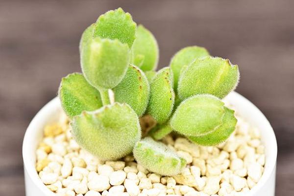 熊童子掉叶子的原因及解决办法(夏天) 熊童子长黑斑的处理方法