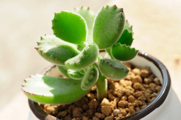 熊童子掉叶子的原因及解决办法(夏天) 熊童子长黑斑的处理方法