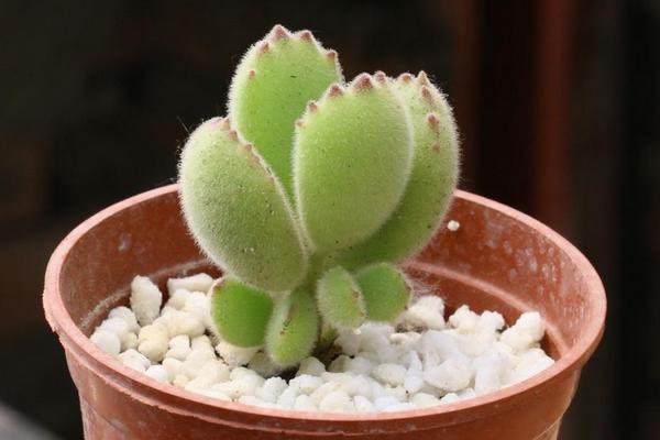 熊童子掉叶子的原因及解决办法(夏天) 熊童子长黑斑的处理方法