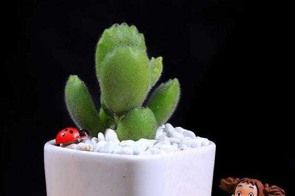 熊童子掉叶子的原因及解决办法(夏天) 熊童子长黑斑的处理方法