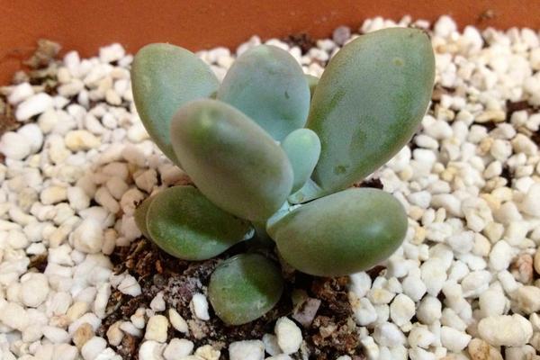 星美人叶子发黄掉叶子怎么办